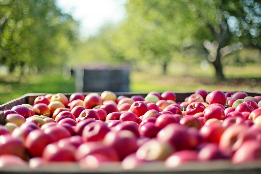 apples, fruits, farm-1004886.jpg